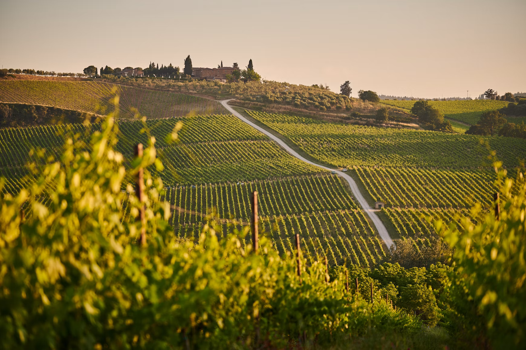 Sunlight across a vineyard landscape