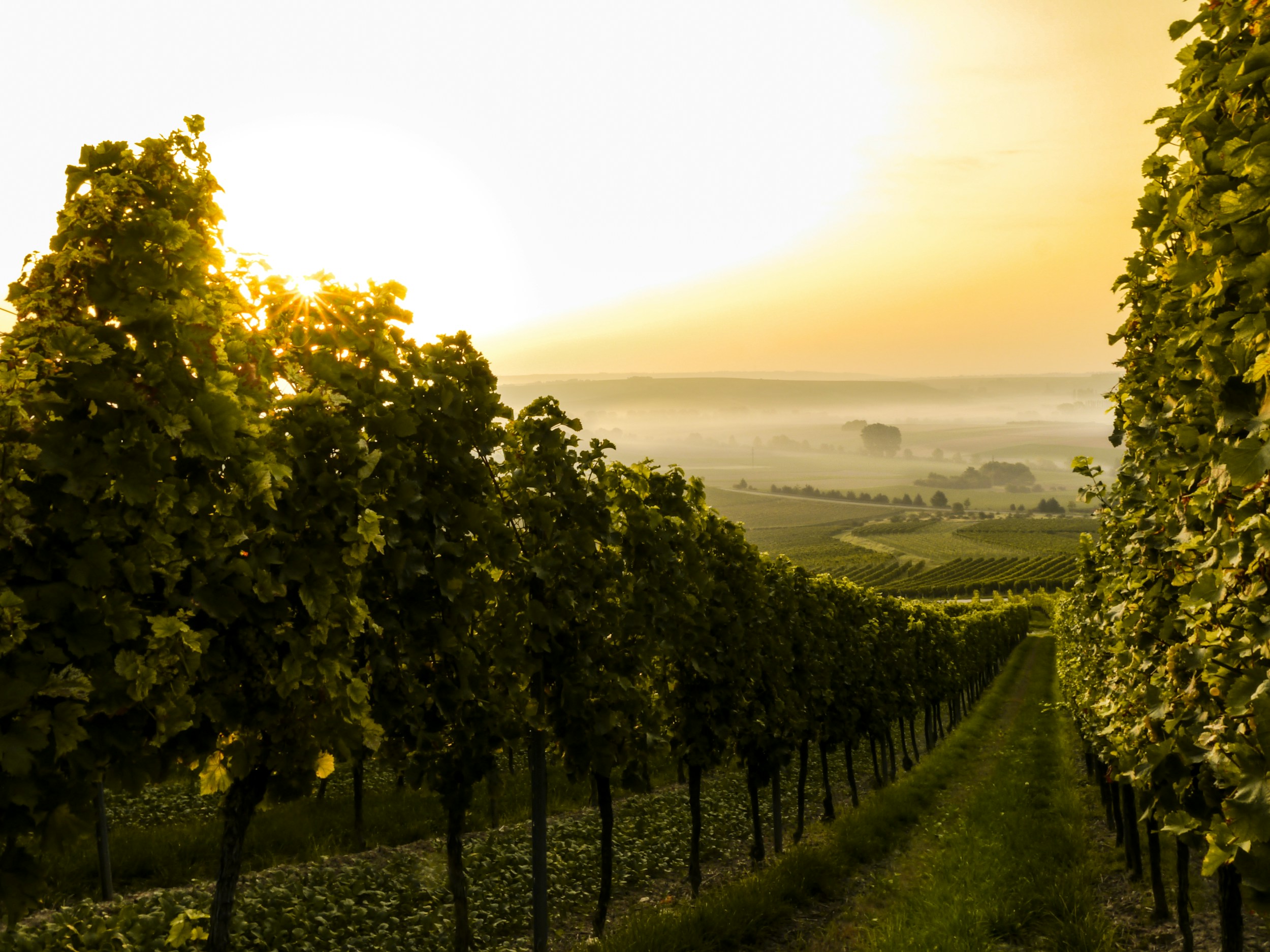 The vineyard landscape behind a Hungarian wine story
