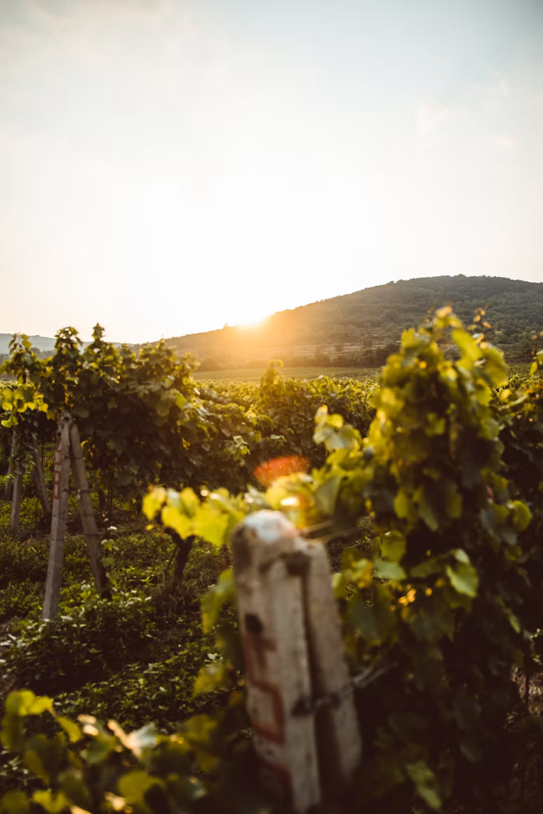 Warm evening light over vineyard rows