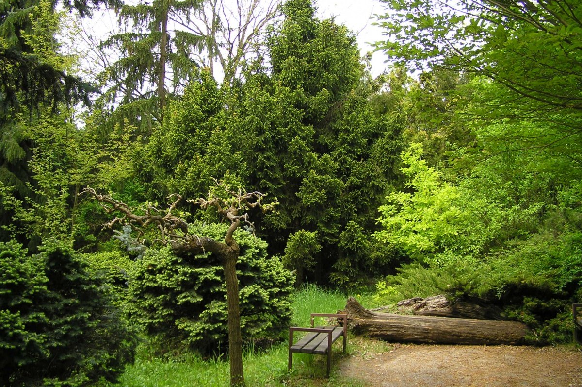 Arborétum Mlyňany, fotografia 3